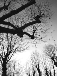 Low angle view of bare trees against sky at sunset