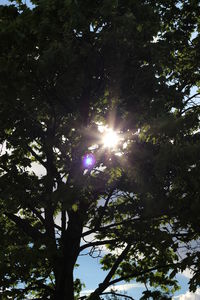 Low angle view of trees against sky