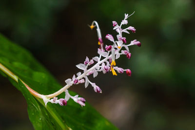 Close-up of pink flowering plant