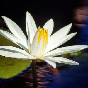 Close-up of flower blooming outdoors