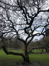 Bare tree on field against sky