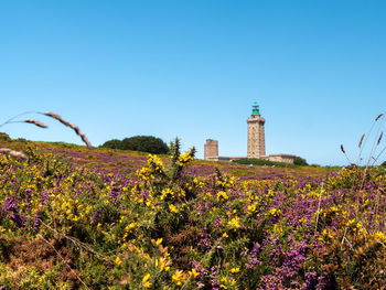 View of flowering plants on field against blue sky