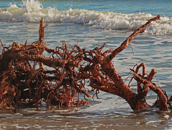 Portrait of dead tree on beach