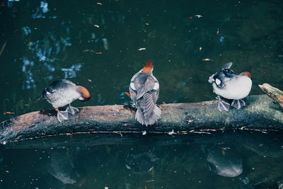 Seagulls perching on a lake