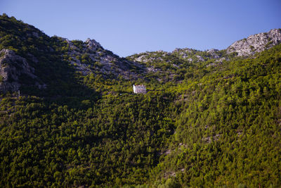 Scenic view of forest against clear sky