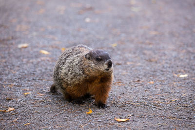 Frontal view of stout groundhog walking in park alley, quebec city, quebec, canada