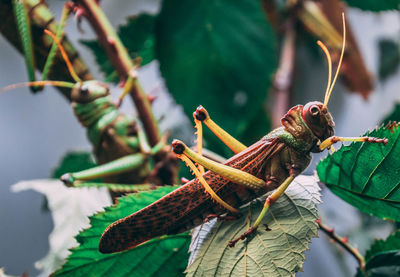 Close-up of insect on plant