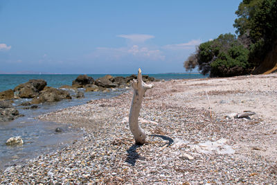 View of horse on beach against sky