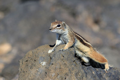 Close-up of squirrel on rock