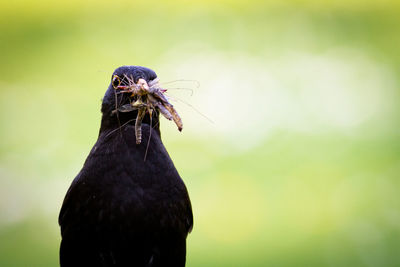 Close-up of bird