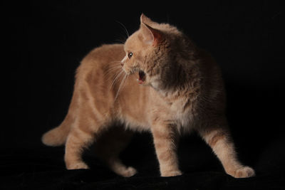 Cat looking away over black background