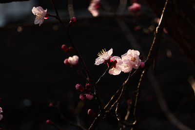 Close-up of pink cherry blossoms in spring