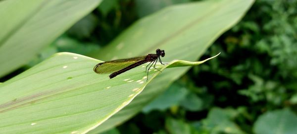 Damsel fly.