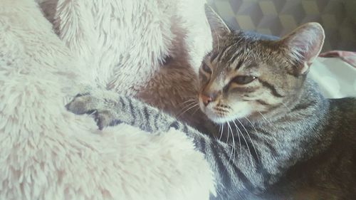 Close-up of cat