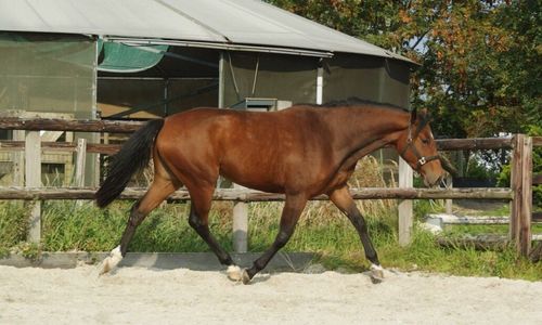 Horse standing by tree