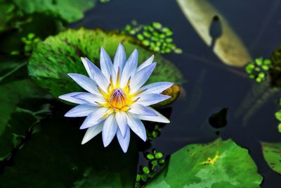 Close-up of purple flowering plant floating on lake