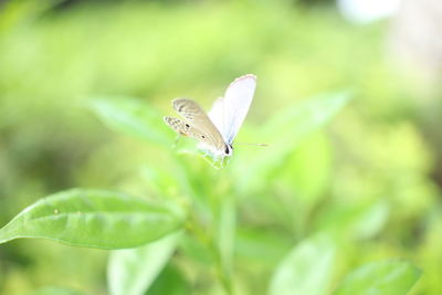 Close-up of butterfly on flower