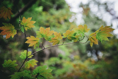 Close-up of yellow maple leaves against blurred background