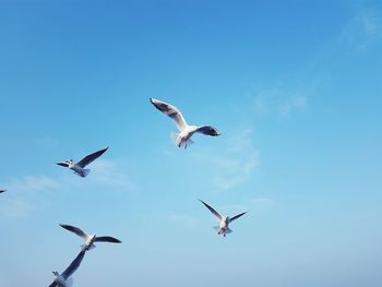 Low angle view of seagulls flying in sky