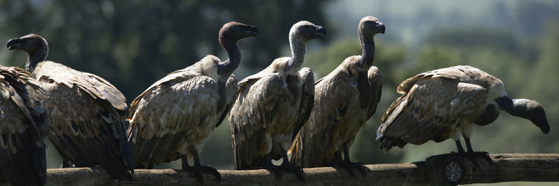 Close-up of birds perching on wooden post