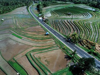 High angle view of rice field