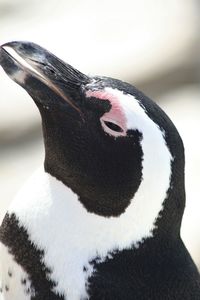 Close-up of penguin