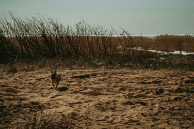 View of dog on beach