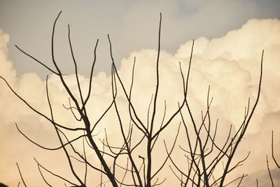 Low angle view of tree against sky