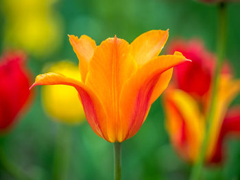 Close-up of orange tulips blooming on field