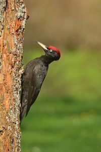 Close-up of bird perching on a tree