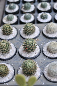Full frame shot of succulent plants