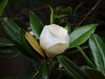 Close-up of white flowers