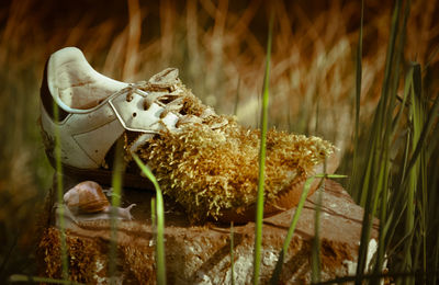 Close-up of shoes on grass