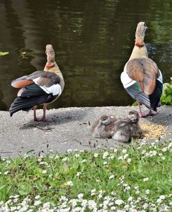 View of birds on lakeshore