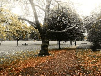 Trees in park during autumn