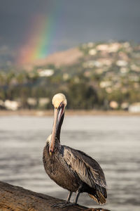 Close-up of bird on water