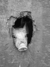 Pig seen through hole of wooden wall