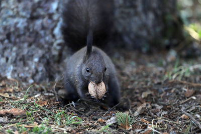 Close-up of squirrel on rock