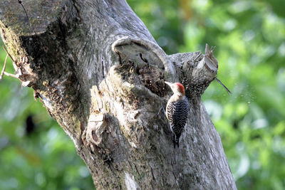 Close-up of bird sculpture