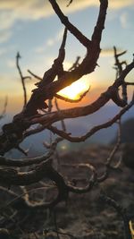 Close-up of plant against sky at sunset