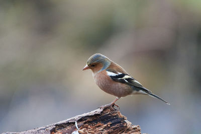 Chafinch on log