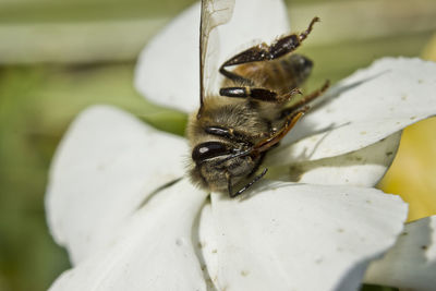 Close-up of bee pollinating on white flower