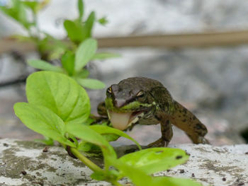 Close-up of frog on rock