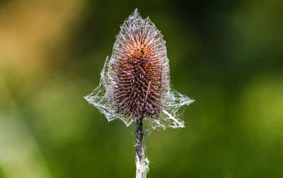 Close-up of wilted dandelion flower