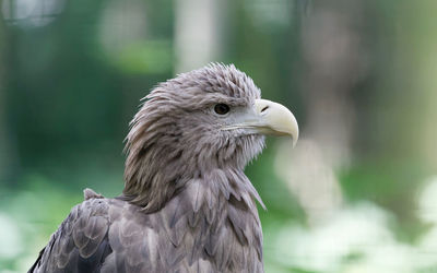 Close-up of eagle against blurred background