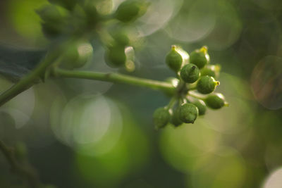 Close-up of fresh green plant