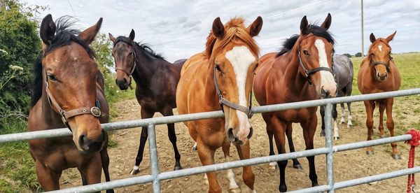 Horses in ranch