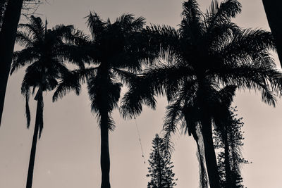 Low angle view of silhouette palm trees against sky