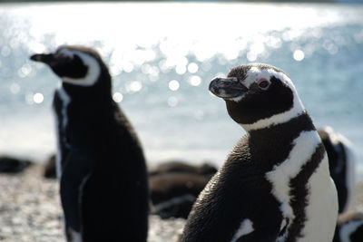 Close-up of penguin against sky during winter