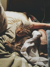 Cat sleeping on bed